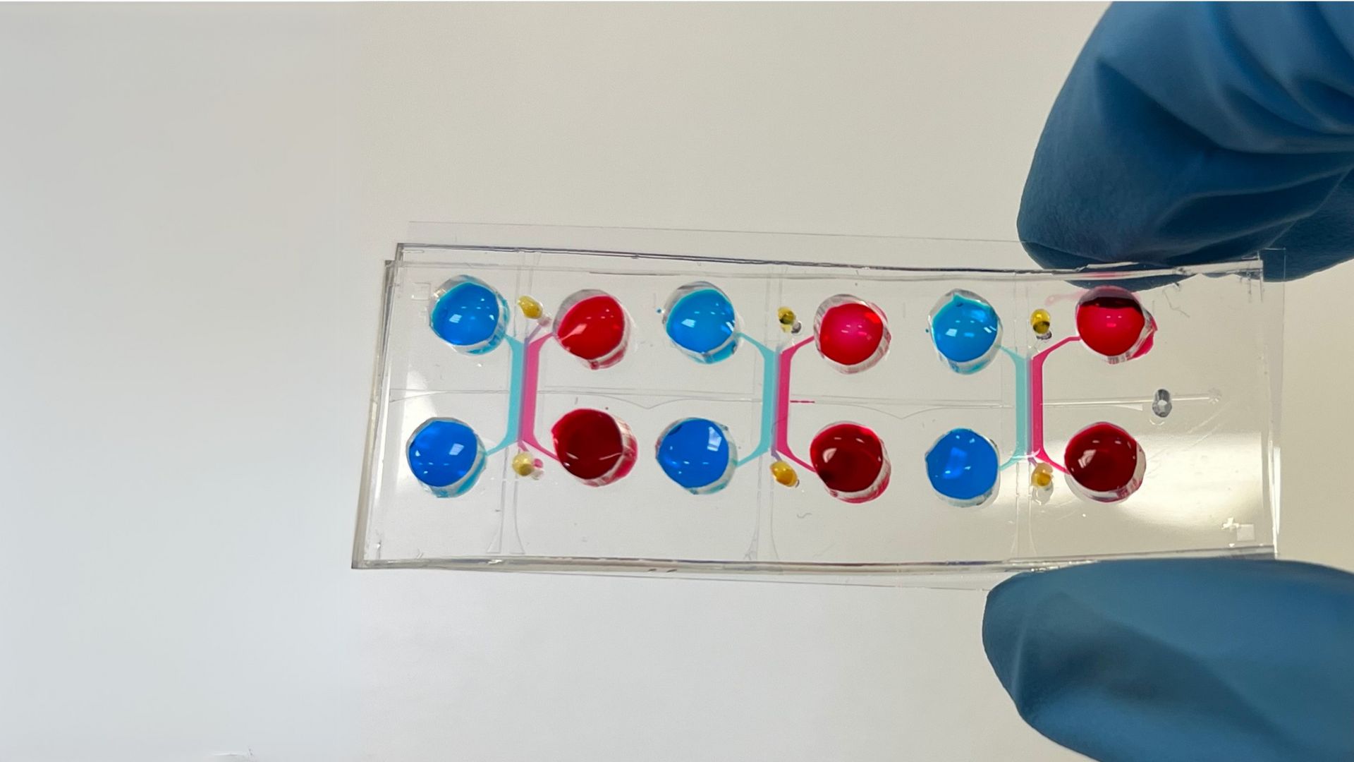 Gut-on-chip sviluppato nel MiMic Lab del Politecnico di Milano per modellizzare l’intestino umano.